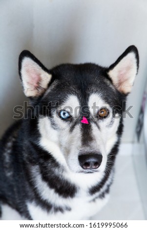 portrait of a husky dog with different eye color with a heart-shaped picture on its face