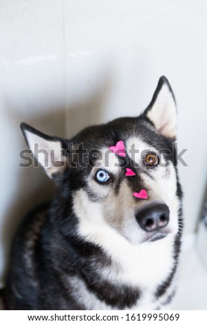 portrait of a husky dog with different eye color with a heart-shaped picture on its face