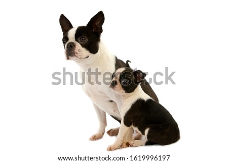 Boston Terrier Dog, Mother with Pup sitting   against white Background  