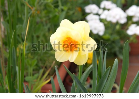 Double-flower Narcissus, blooming spring bulb plant