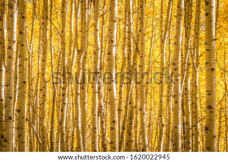 A thick stand of aspen trees on a sunny afternoon in Uncompaghre National Forest, Colorado. Royalty-Free Stock Photo #1620022945