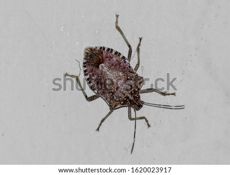Stink bug on the wall- Pentatomidae is a family of insects belonging to the order Hemiptera.