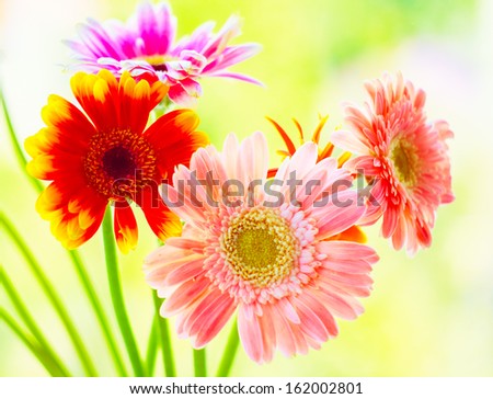 Daisy flower gerbera bouquet on green background