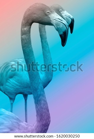 Flamingo close up, Tropical Wildlife, Flamingo On Multi color Gradient Background, Wallpaper, Pastel Colors, Royalty Free Stock Photography
