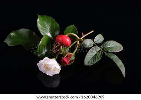 White and red rose, rosehip fruit on a black background.