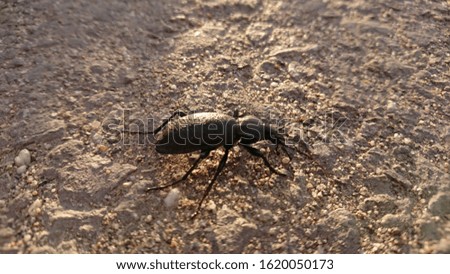 Picture of a black insect