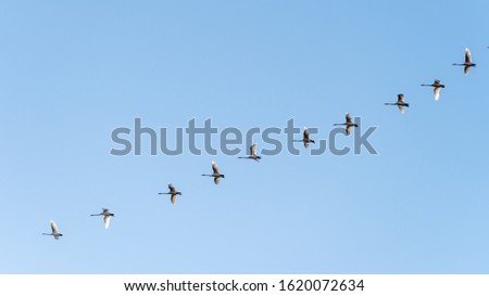 Migratory birds return to their breeding sites in Sweden. Flying swans in a stretch against a blue sky.