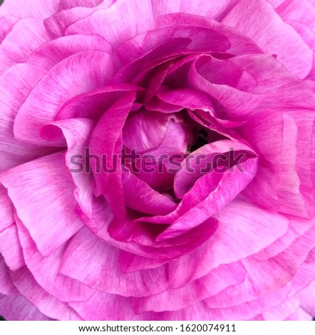 beautiful pink peony flower, close up view