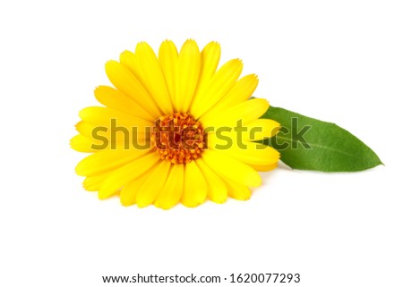 marigold flowers with green leaf isolated on white background. Calendula flower