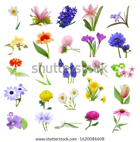Spring flowers collection isolated white background