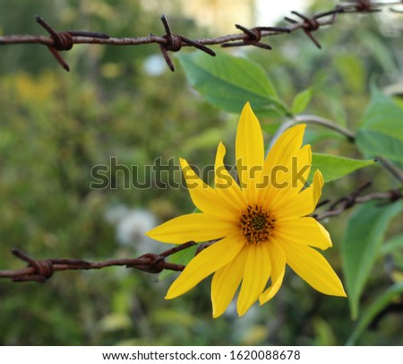 bright yellow flower on barbed wire