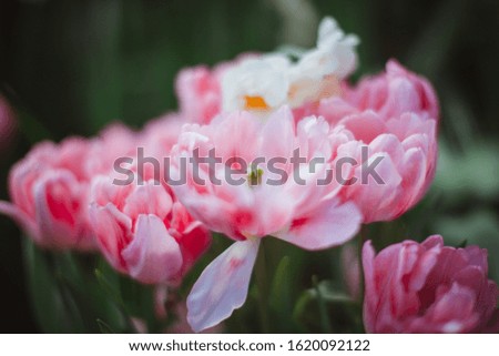 many pink tulips in the garden, blurred background, beautiful floral wallpaper.