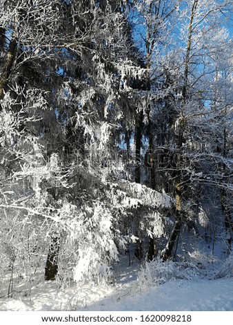 Thick snow on the branches of shrubs and trees in the forest. Bright sunny day in winter.