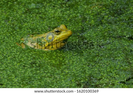 Green Frog in pond with Duckweed