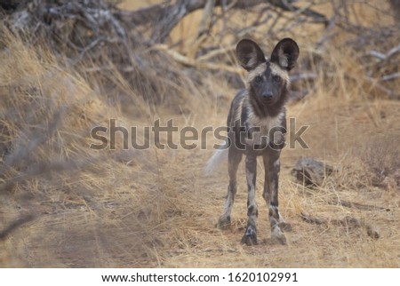 African Wild Dogs Wild Africa Safari Full Body Portraits Dry Landscape