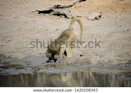 Baboon in Mana Pools National Park, Zimbabwe 