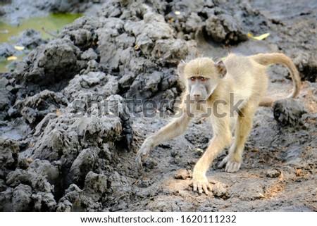 Baby baboon in Mana Pools National Park, Zimbabwe 