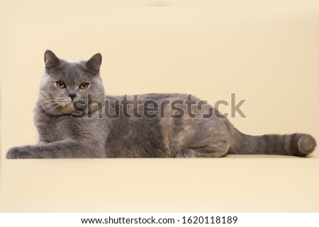 beautiful British shorthair and long-haired cream (beige) kitten on a beige background