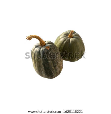 pumpkin on white background. two green pumpkins