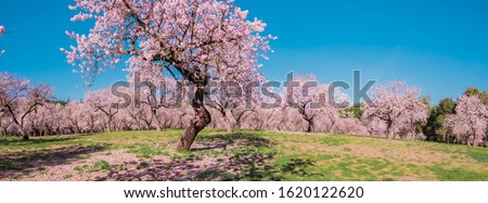 Panoramic image of alleys of blooming almond trees with pink flowers in Madrid, Spain. Pink almond trees in bloom at Quinta de los Molinos city park downtown Madrid at Alcala street in early spring.