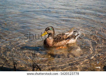 I was taking pictures of this duck and then after everything, I went home and I saw how it made a bubble.