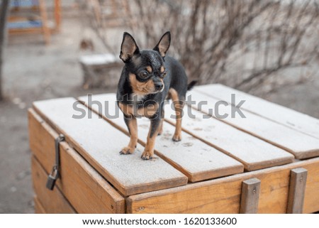 Dog walks in the Park in winter. chihuahua on a walk in winter. Pet dog Chihuahua walks on the street. dog for a walk. Chihuahua black, brown and white. Dog walks in the garden or in the park