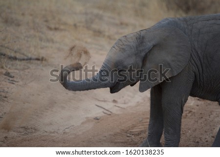 Baby Elephant Cute Trunk Close Up
