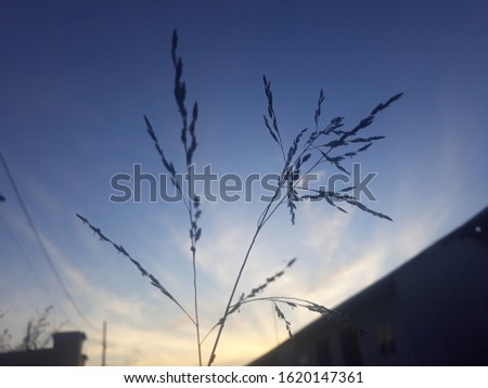 a picture of a plant behind the dawn's shadow