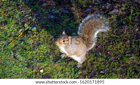 Friendly grey squirrel in sunshine