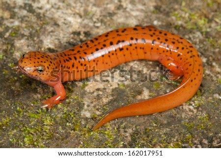 The Red Salamander (Pseudotriton ruber) 