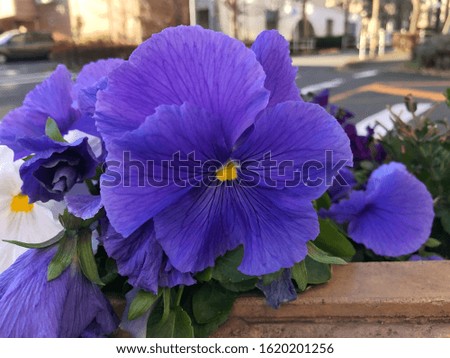 Purple heartsease flowers with blurred background