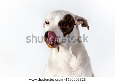 Dog Eating Peanut Butter Tongue Sticking Out 
