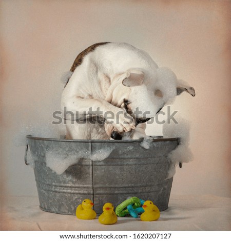 Dog in a Bath Tub with Bubbles