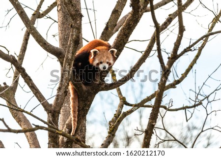 Red Panda or Lesser Panda hanging on a branch high in a tree space for text contrast white background winter forest