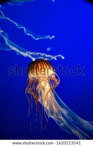 A picture of Japanese sea nettle floating in the aquarium.   Vancouver Aquarium  BC Canada
