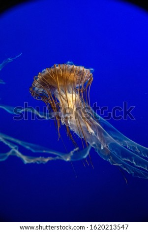 A picture of Japanese sea nettle floating in the aquarium.   Vancouver Aquarium  BC Canada
