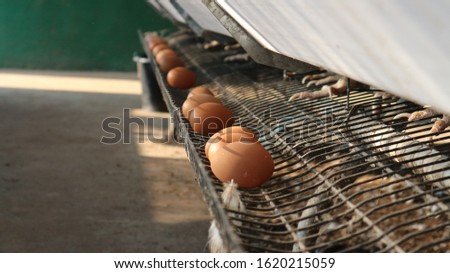 Chicken eggs on the farm