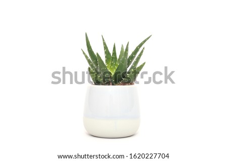 Aloe vera in the pot on white background