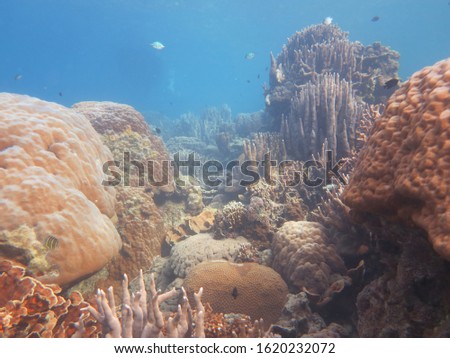Big coral reefs and beautiful view