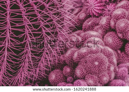 Cactus, agave, closeup, background, pattern, abstract, nature and texture, dark red