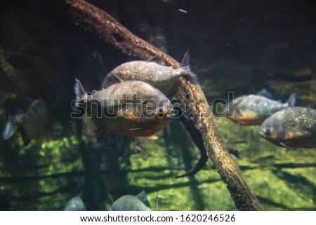 A picture of red-bellied piranhas swimming in the aquarium.   Vancouver Aquarium  BC Canada
