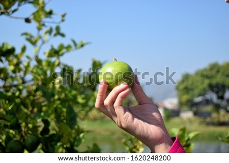 this pic show a green lemon on hand and show a farmer pick a fruit in garden, harvested product in farm
