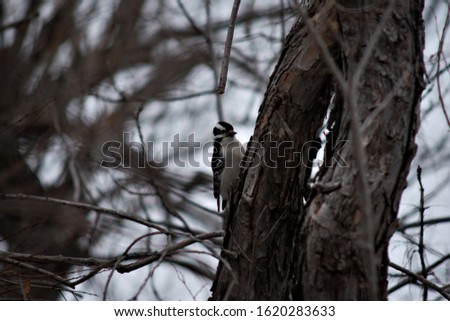 Downy woodpecker in the forest