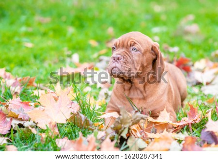 Dogue de bordeaux puppy lies in autumn park and looks away. Empty space for text Royalty-Free Stock Photo #1620287341