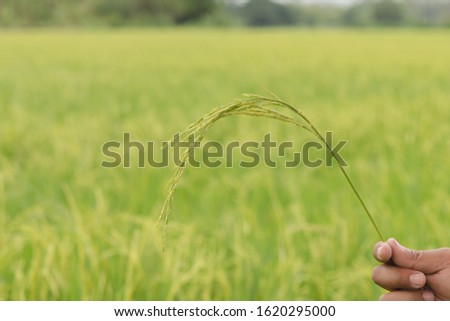 Organic Rice in farmer's hand, rice field