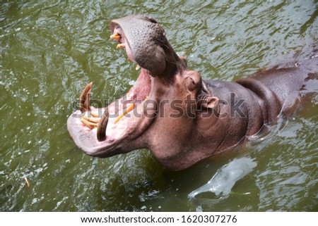 Hippopotamus in water at zoo