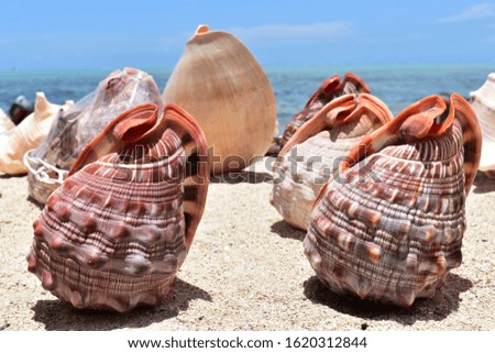 Picture of aligned sea shells from tropical waters. Beautiful tropical background.