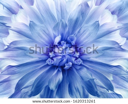 Dahlia  flower. Floral blue background.  Close-up.  Nature.   