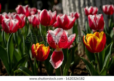 Tulip and tulip flower sea in spring 