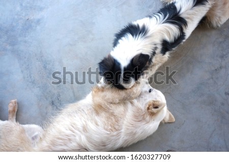 Cute Dogs ,best friends playing together outdoor. Lying on the back together. Concept LOVE , freind background